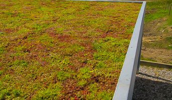 sedum_slider_7